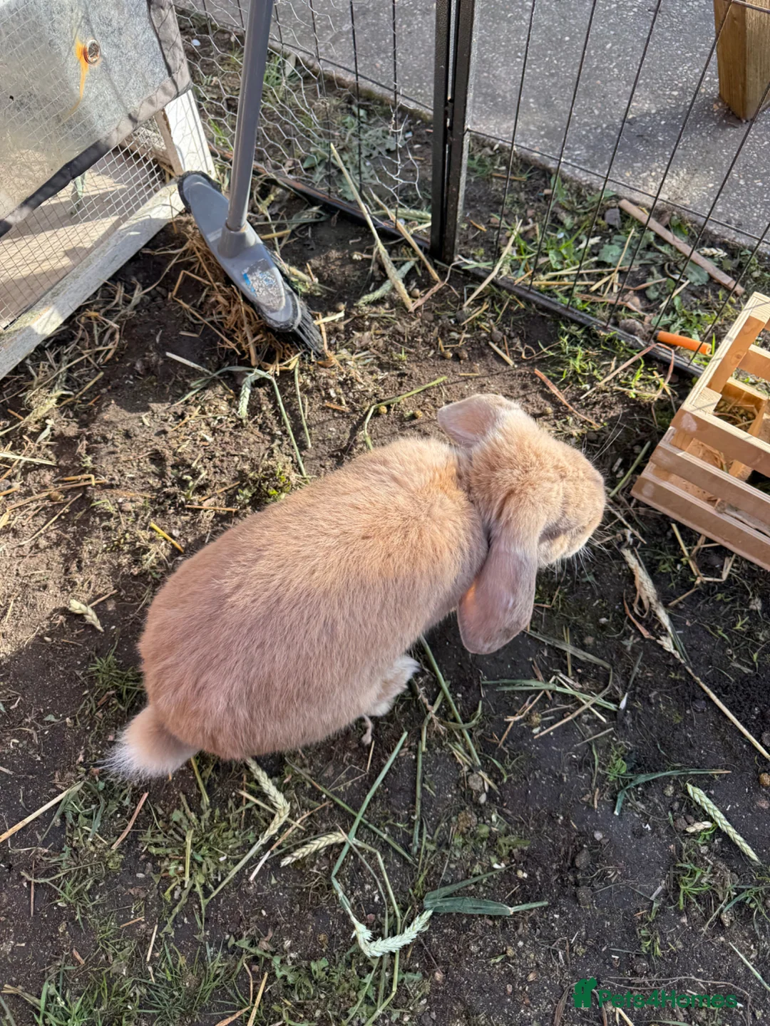 French Lop rabbits for sale: 5 x Giant French Lop Bunnies  in Poole - Advert 9