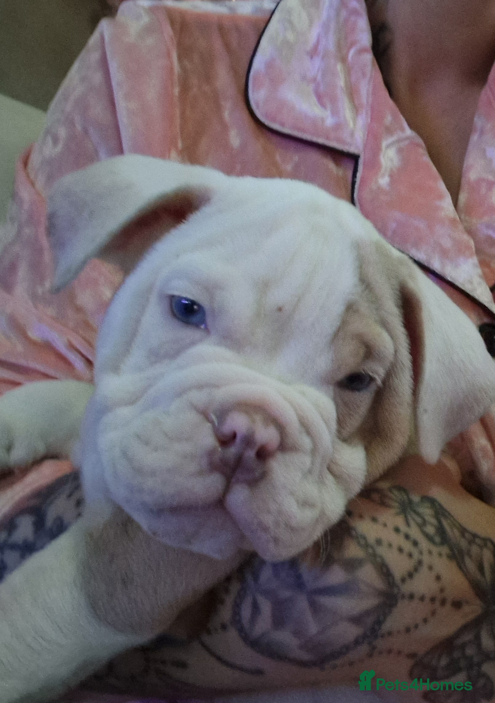 Old Tyme Bulldog dogs Old tym english bulldog puppies  - Advert 2