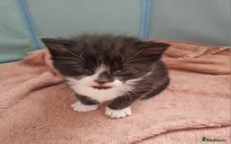 Mixed Breed cats for sale: 2 Beautiful Black & White Kittens - Image 14