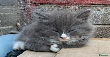 British Longhair cats - Advert 5
