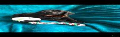 Cockapoo 6