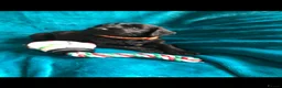 Cockapoo dogs for sale: Exclusive cockapoo puppies . - Advert 11