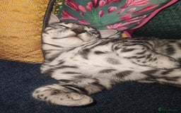 Bengal cats for sale: Sensational Silver Bengal boy requires new family  - Image 34