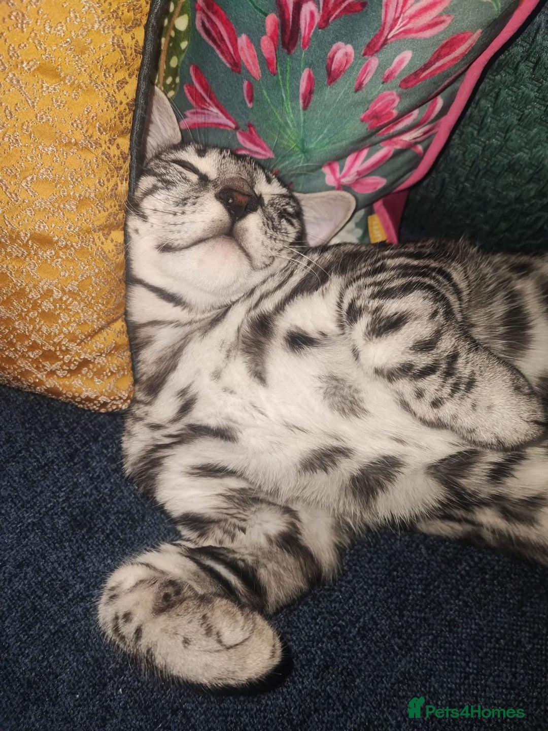 Bengal cats for sale: Sensational Silver Bengal boy requires new family  - Image 34