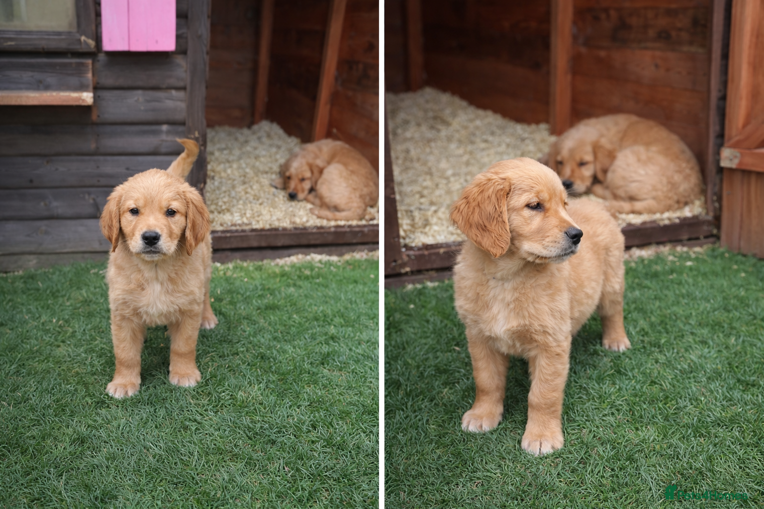 Golden Retriever dogs KC Registered Golden Retriever Puppies - Advert 14