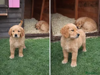 Golden Retriever dogs KC Registered Golden Retriever Puppies - Advert 14