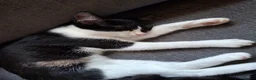 Mixed Breed cats for sale: Last two kittens from litter - Advert 1