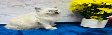 Ragdoll Kitten 7