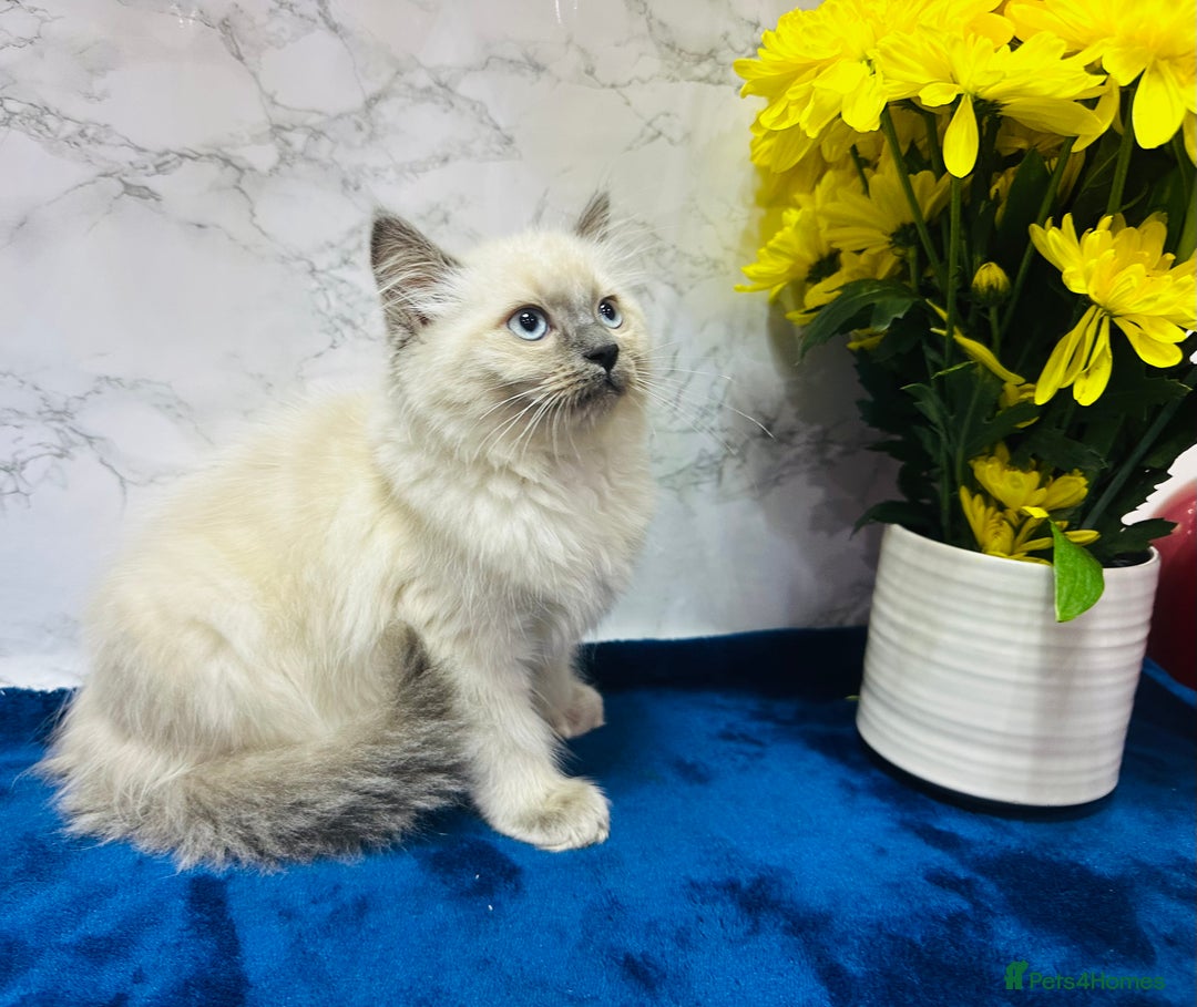 Ragdoll cats for sale: TICA Registered Magnificent Ragdoll kittens  - Image 12