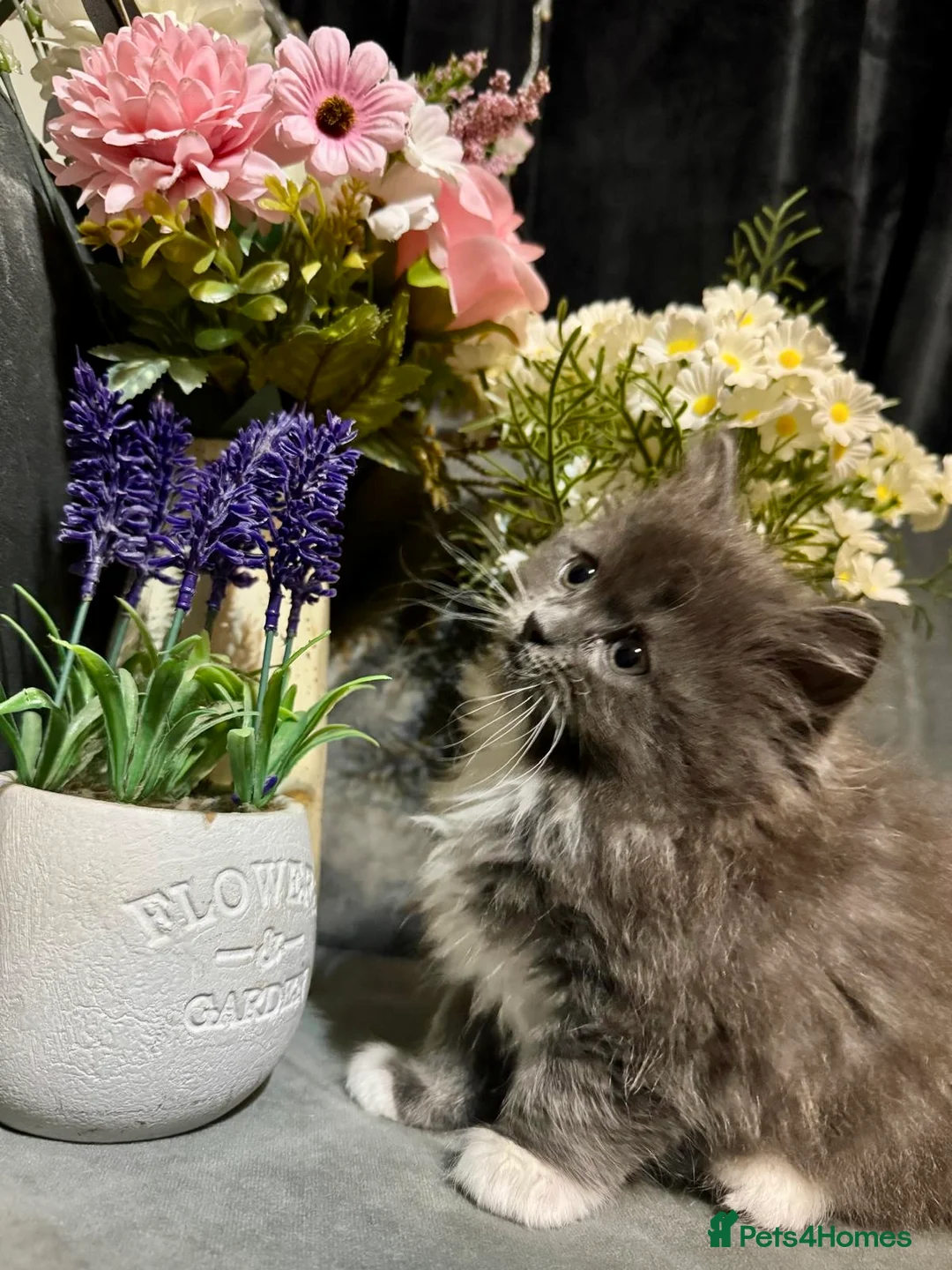 Mixed Breed cats for sale: Ragdoll/Persian kittens - Advert 1