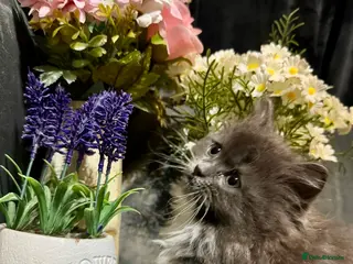 Mixed Breed cats Ragdoll/Persian kittens - Advert 1