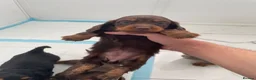 Miniature Dachshund dogs for sale: KC LONG HAIRED DACHSHUNDS  in Ipswich - Advert 4