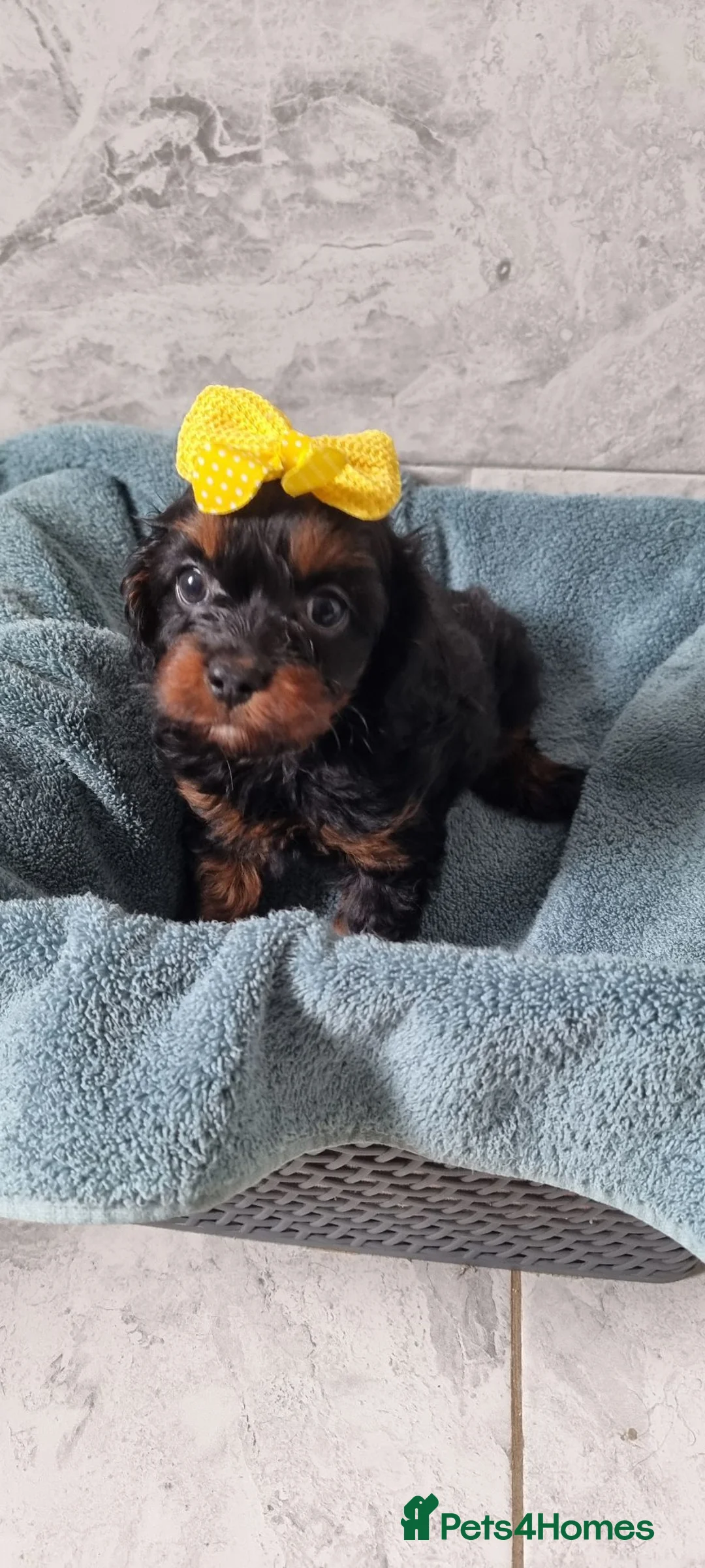 Cavapoo dogs for sale: (READY NOW) reduced Tiny F1 toy cavapoos  - Advert 1