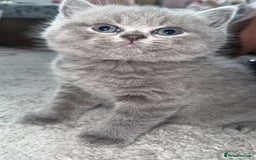 British Shorthair cats for sale: Pure Grey British short hair kittens  - Image 4