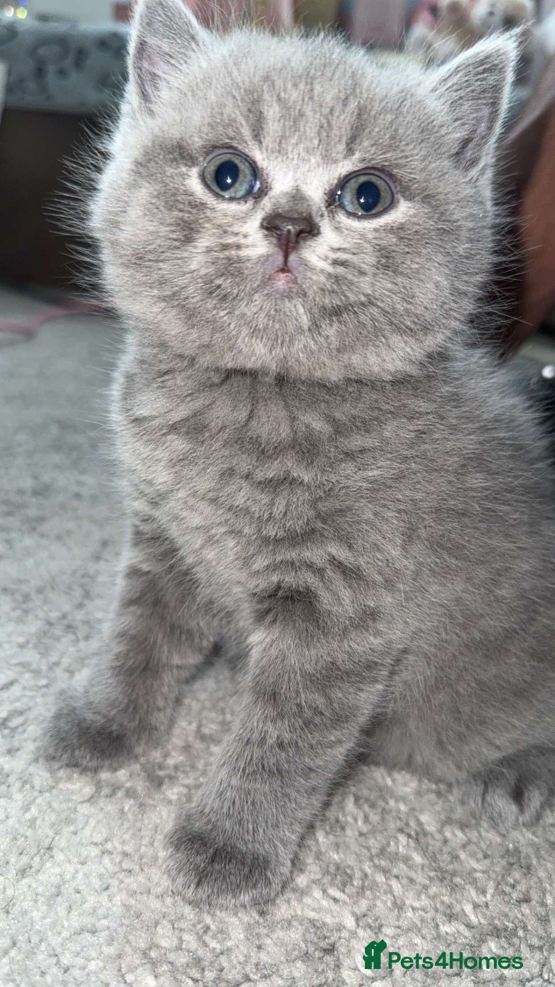 British Shorthair cats for sale: Pure Grey British short hair kittens  - Image 4