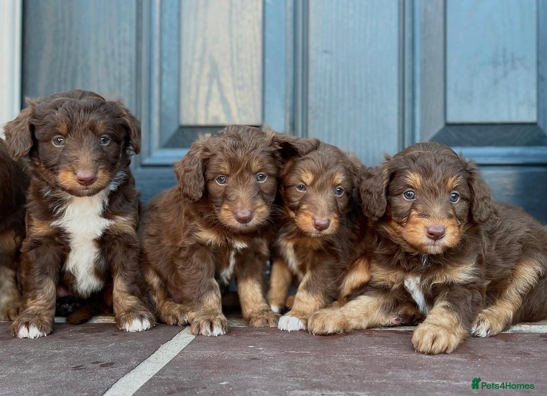 Bordoodle dogs for sale: OUTSTANDING *TRI COLOUR* MINIATURE BORDOODLES - Image 4