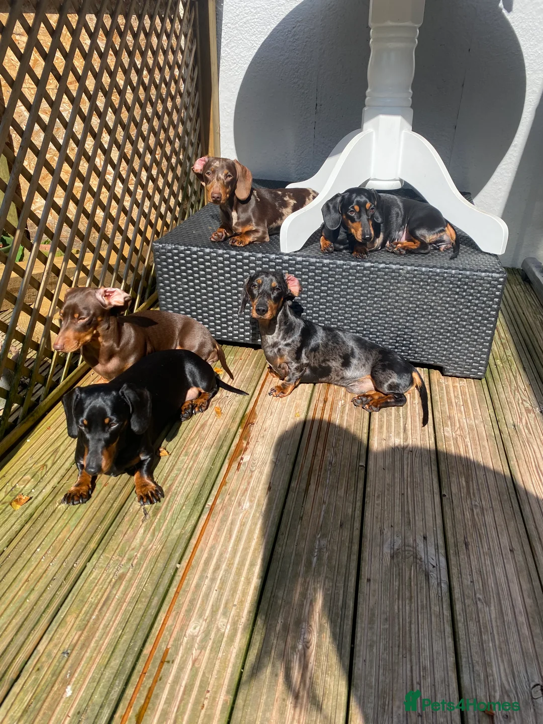 Miniature Dachshund dogs for stud: FOR STUD STUNNING SILVER DAPPLE in Benfleet - Advert 9