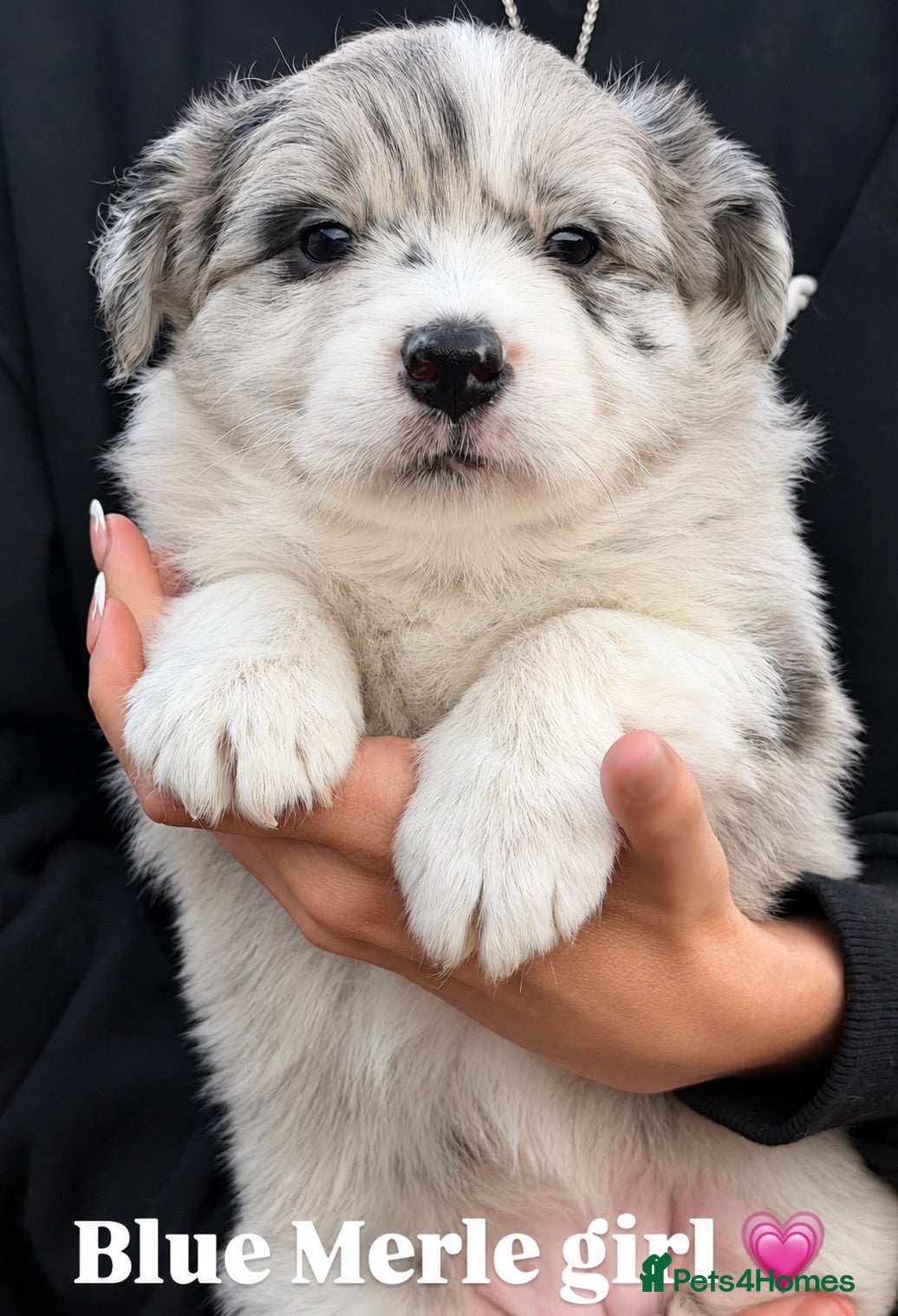 Border Collie dogs Beautiful Champion Line Puppies  - Advert 2