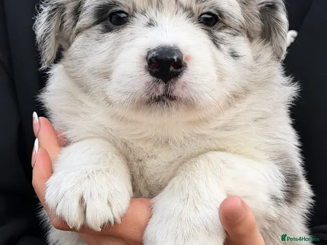 Border Collie dogs Beautiful Champion Line Puppies - Advert 1