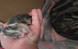 Mixed Breed cats for sale: Mixed kittens  - Image 4