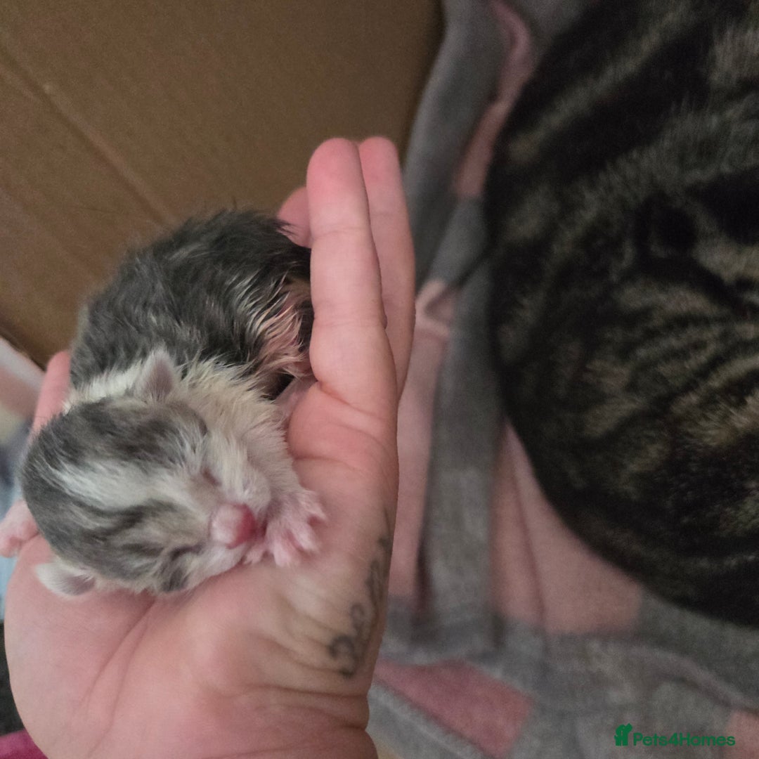 Mixed Breed cats for sale: Mixed kittens  - Image 4