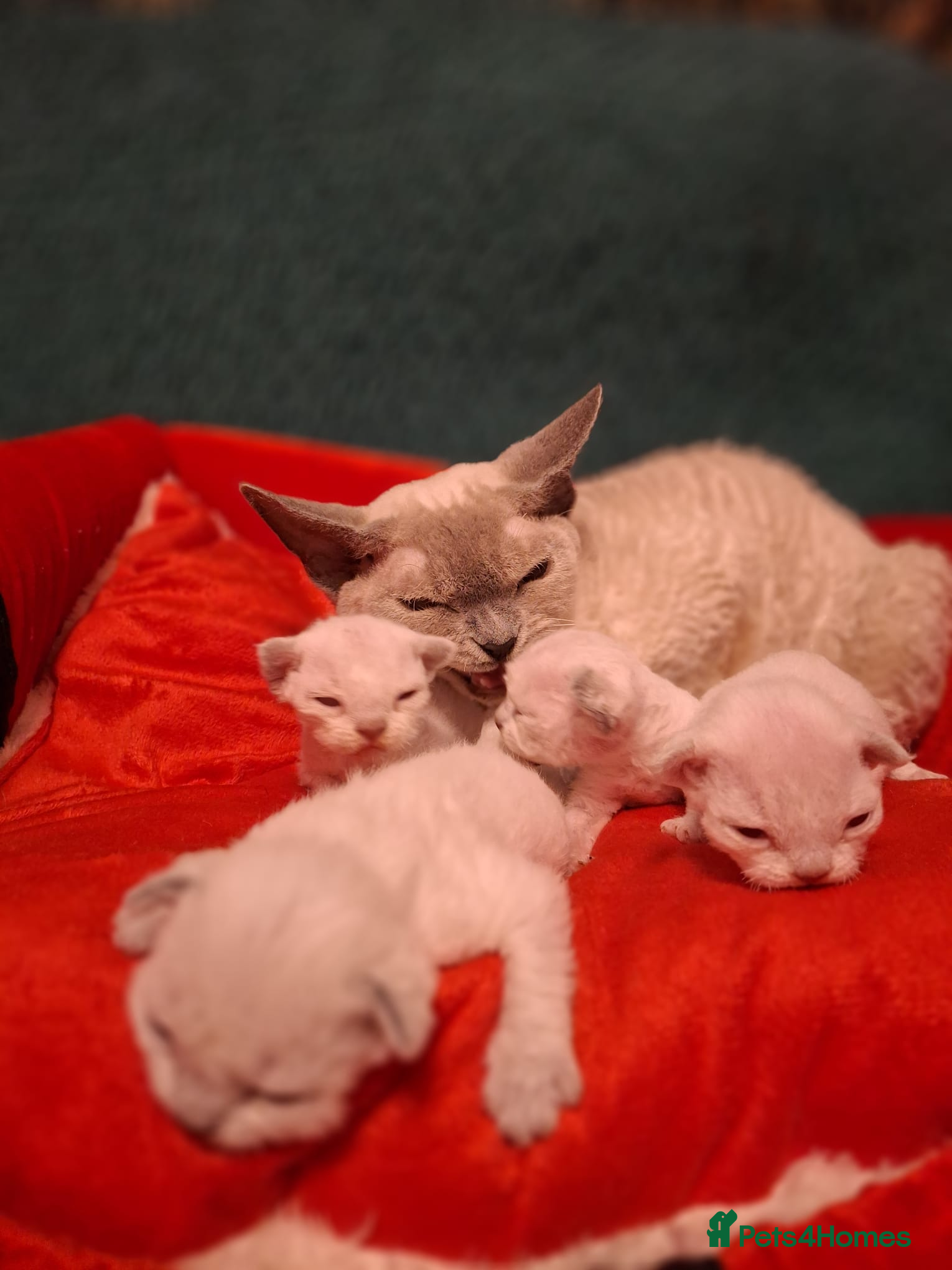 Devon Rex cats 🌸 Wonderful Devon Rex Kittens  🌸 - Advert 1