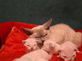 Devon Rex cats 🌸 Wonderful Devon Rex Kittens 🌸 - Advert 1