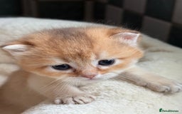 British Shorthair cats for sale: GCCF reg BSH & BLH Chocolate & Black Gold Kittens - Image 24