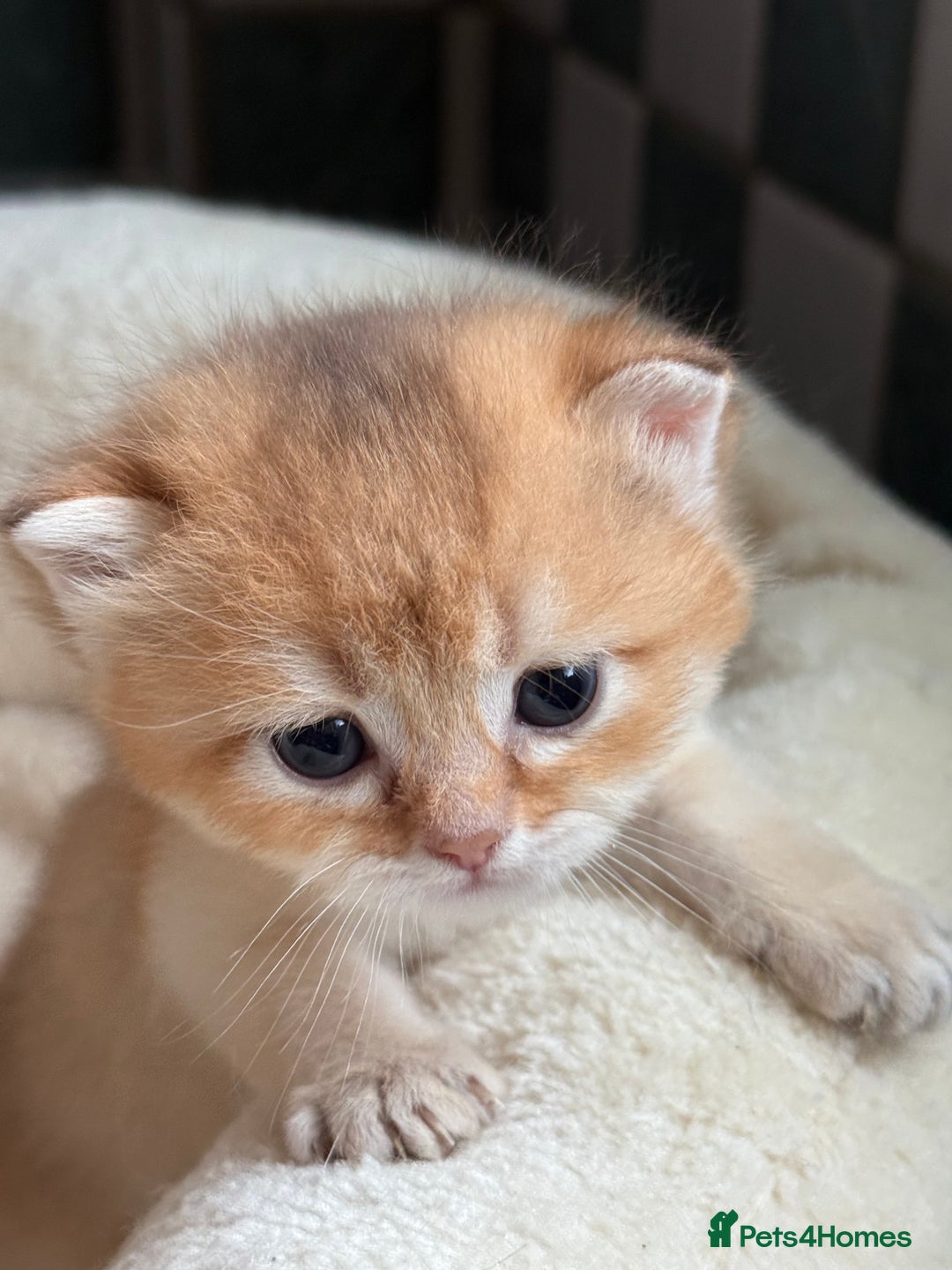 British Shorthair cats for sale: GCCF reg BSH & BLH Chocolate & Black Gold Kittens - Image 24