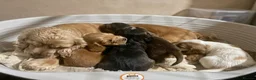 Cocker Spaniel dogs for sale: Quality show type cocker spaniels - Advert 1