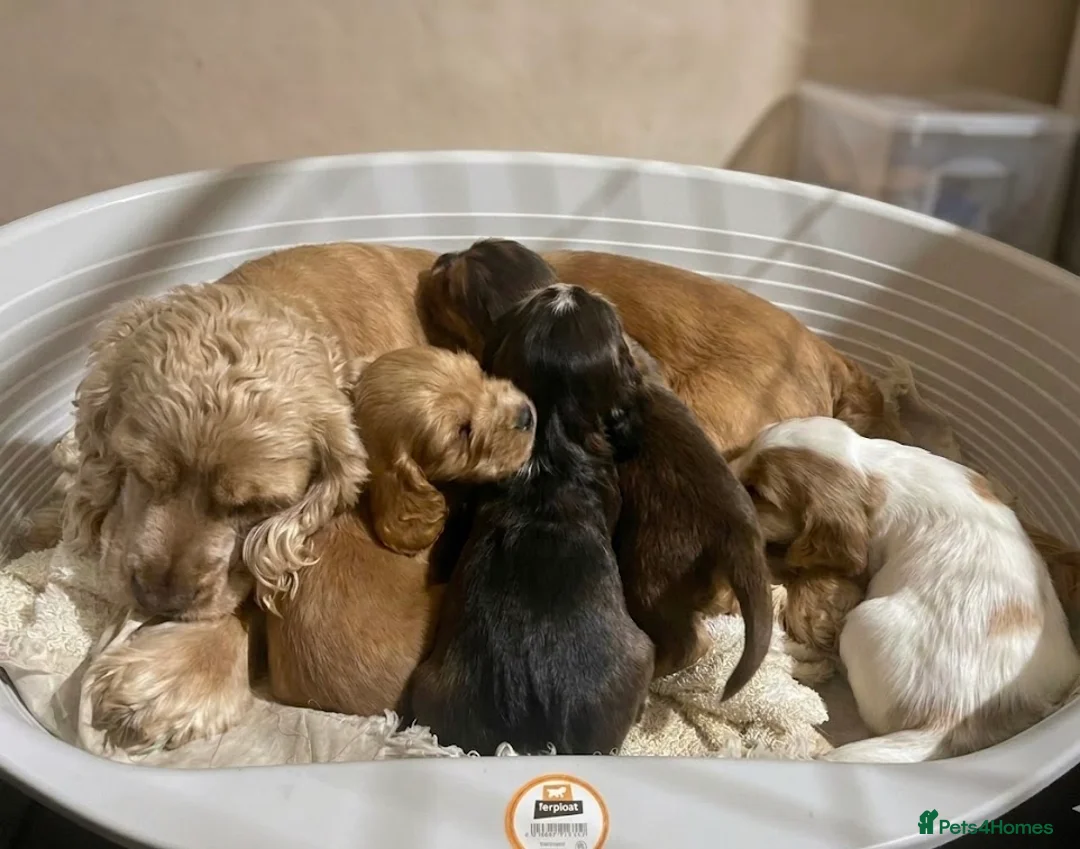 Cocker Spaniel dogs for sale: Quality show type cocker spaniels - Advert 1
