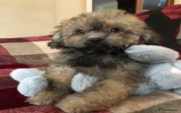 Shihpoo dogs for sale: shihpoo puppies for sale  - Image 12