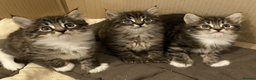 Maine Coon cats for sale: Maine Coon Absolutely Beautiful Kittens For Sale  - Advert 3