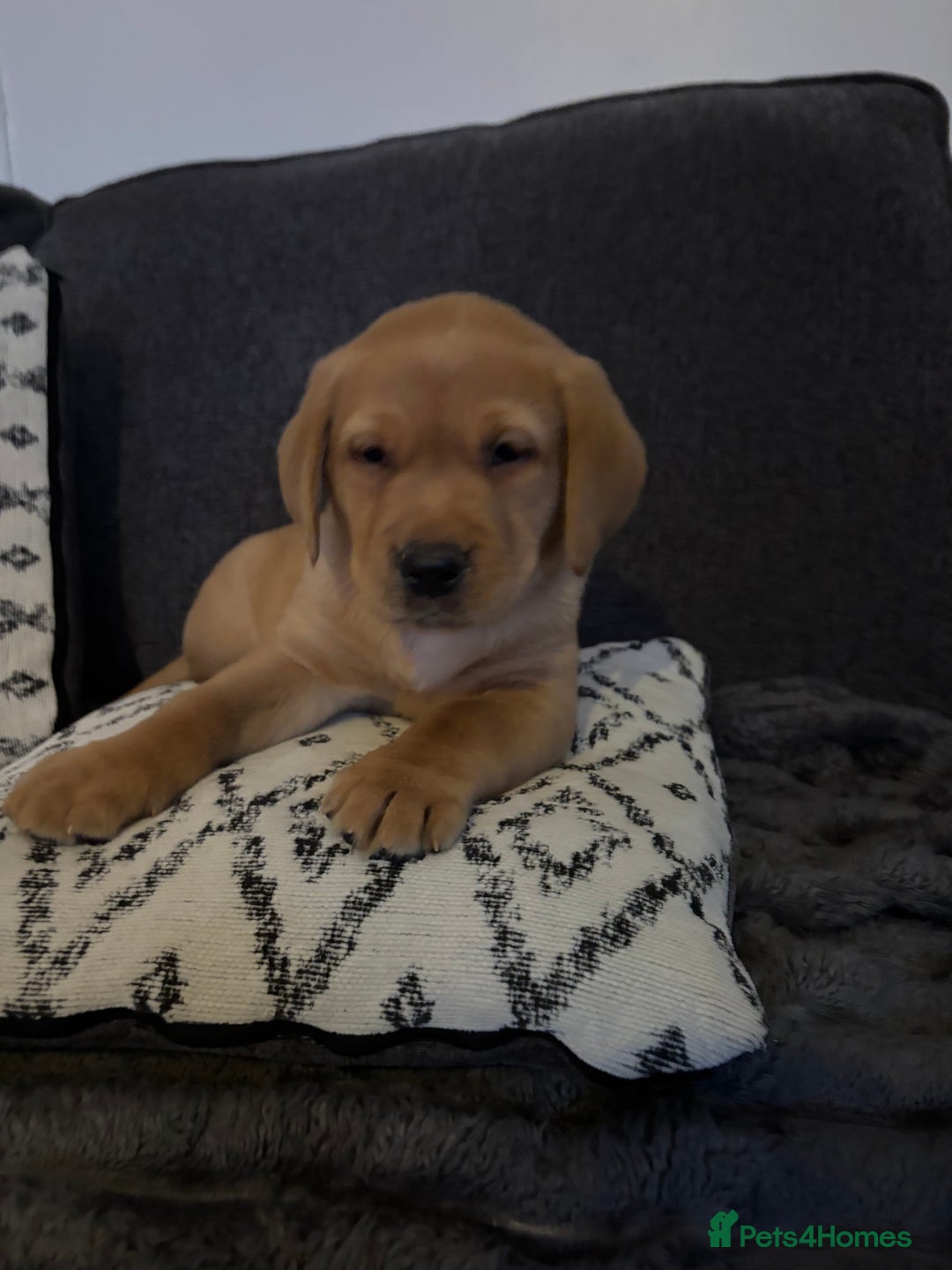 Labrador Retriever dogs for sale: KC registered Labrador retriever pups - Advert 30