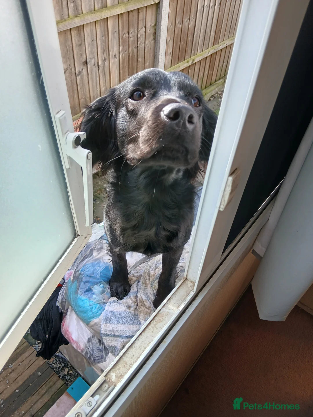 Mixed Breed dogs for sale: 9 Month Old Springador. Looking for a new home - Advert 2