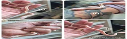 Corn Snake reptiles for sale: REDUCED PRICE Baby corn snakes ready now  - Advert 11