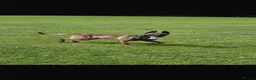 Belgian Shepherd Dog dogs for stud: Kc registered Belgian Malinois for stud  - Advert 2