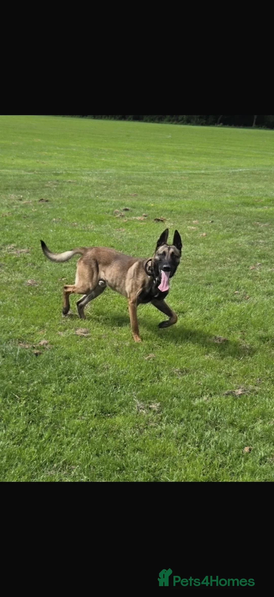 Belgian Shepherd Dog dogs for stud: Kc registered Belgian Malinois for stud  - Advert 2