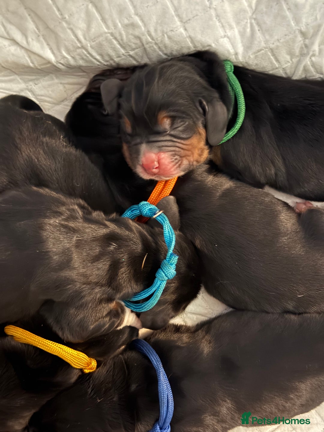 Basset Hound dogs for sale: Beautiful Basset Hound Puppies - Image 3