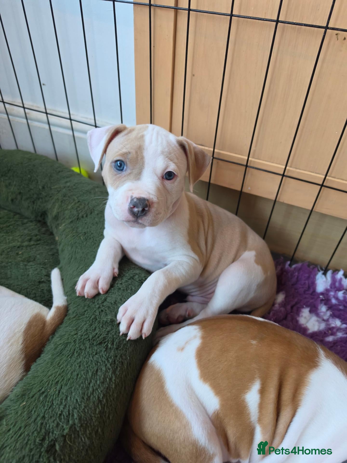 American Bulldog dogs ❤️  Ready in 2 weeks , last 3 available❤️  - Advert 1