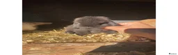 Mini Lop rabbits for sale: Beautiful mini lops for sale  - Advert 1