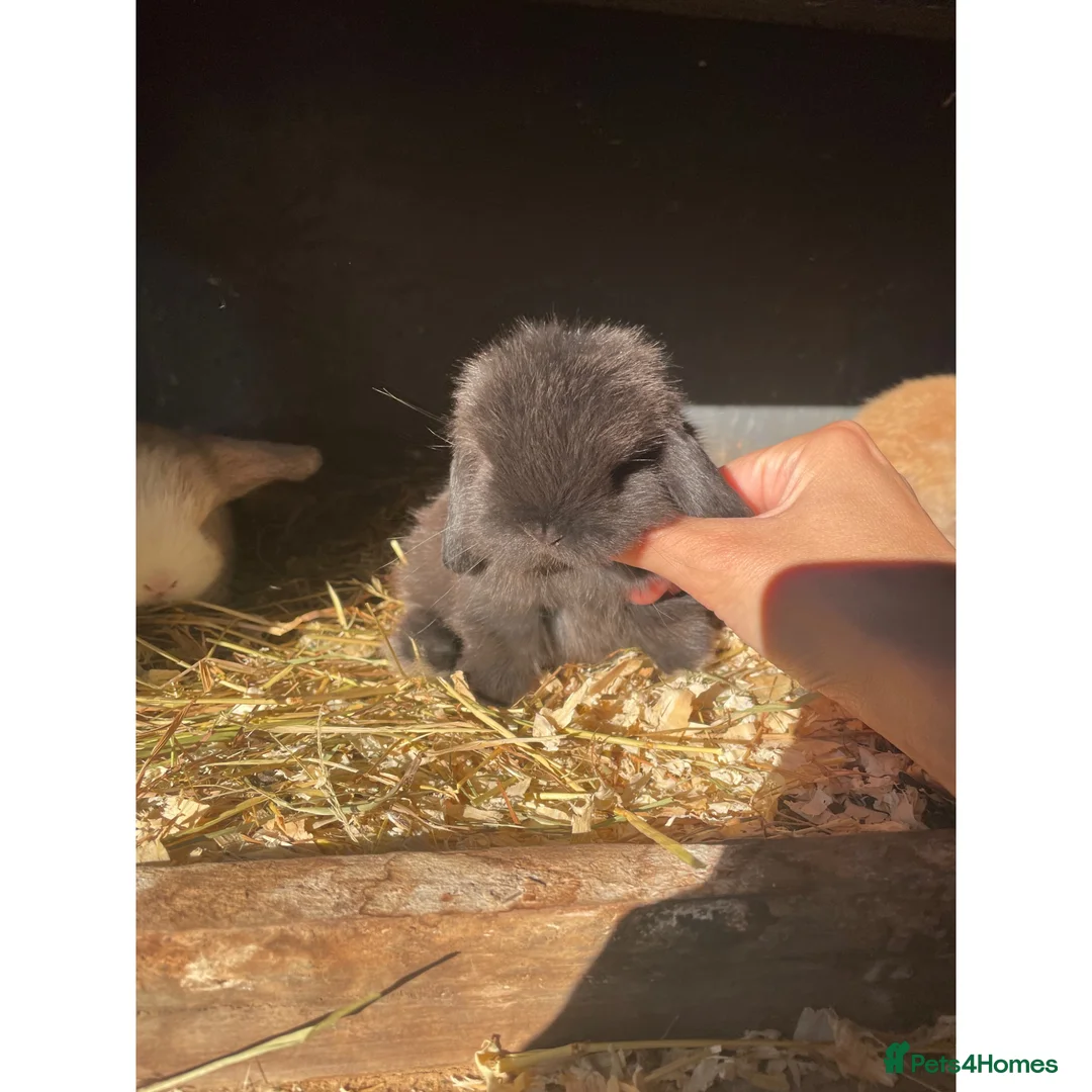 Mini Lop rabbits for sale: Beautiful mini lops for sale  - Advert 1