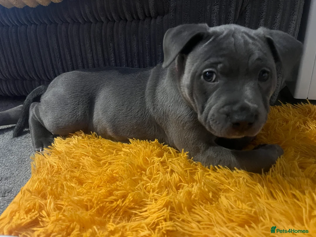 Staffordshire Bull Terrier dogs for sale: Gorgeous staffy for sale  - Advert 1