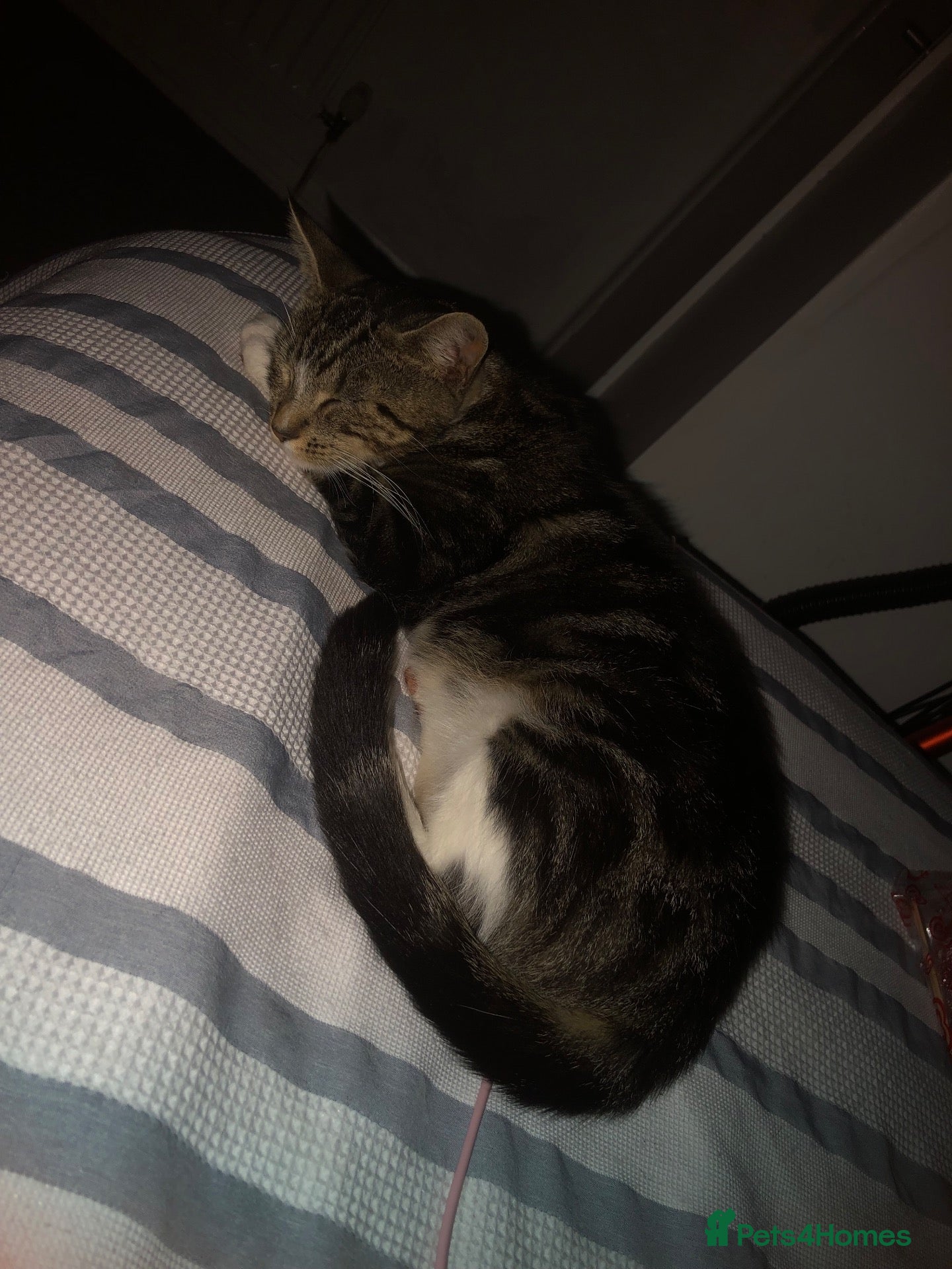 Mixed Breed cats 5 beautiful kittens ready to go 17th Nov - Advert 11