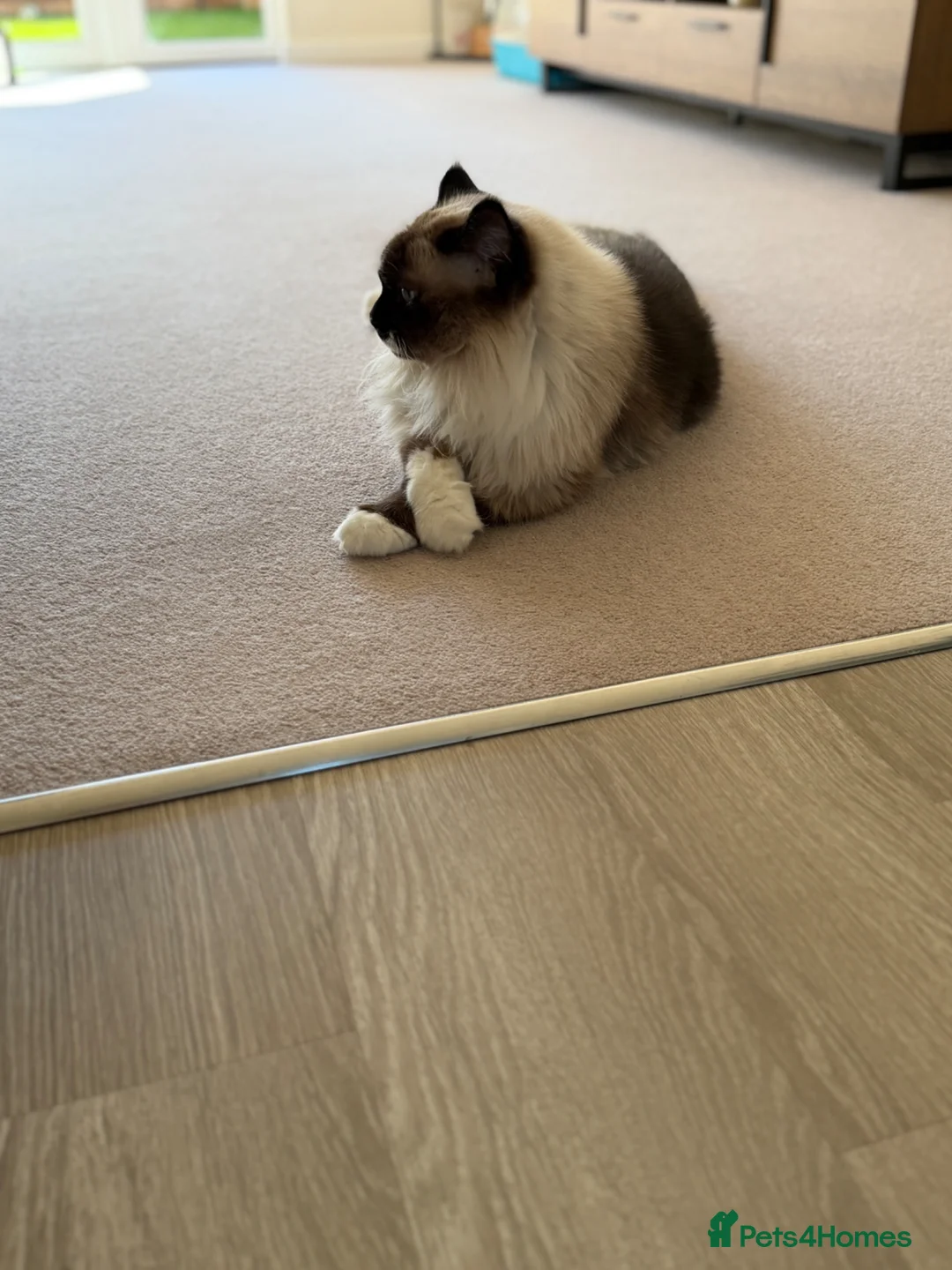 Ragdoll cats for sale: Free Ragdoll Cat - Advert 3
