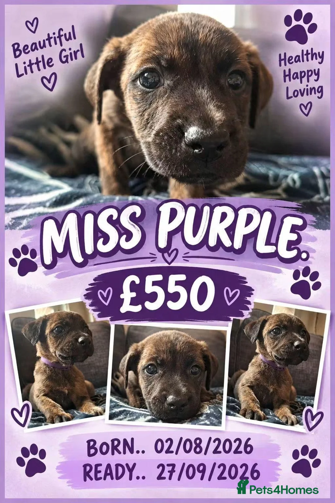 Mixed Breed dogs for sale: 1 Girl Left - Advert 5