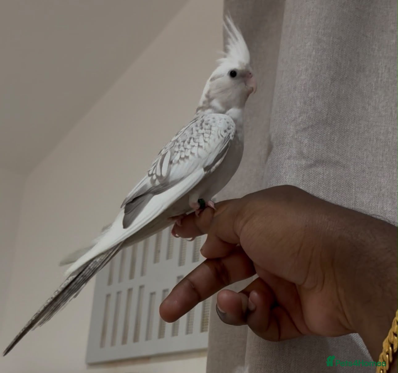 Cockatiels birds Hand Tamed White Pied Baby Cockatiel - Advert 1