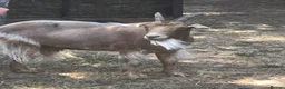Goats livestock for sale: Two Golden Guernsey Goats in Wolverhampton - Advert 6