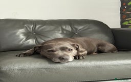 Staffordshire Bull Terrier dogs for sale: Blue Staff pups - Image 7