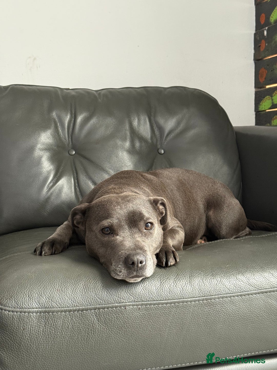 Staffordshire Bull Terrier dogs for sale: Blue Staff pups - Image 7